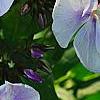 Phlox panicula 'Franz Schubert', flowers