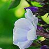Phlox panicula 'Franz Schubert', flowers