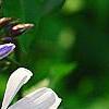 Phlox panicula 'Franz Schubert', flowers