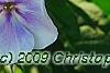 Phlox panicula 'Franz Schubert', flowers