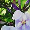 Phlox panicula 'Franz Schubert', flowers