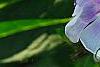 Phlox panicula 'Franz Schubert', flowers