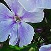 Phlox panicula 'Franz Schubert', flowers
