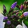 Phlox panicula 'Franz Schubert', flowers