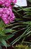 Phlox paniculata 'Laura', habit