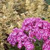 Phlox paniculata 'Laura', habit