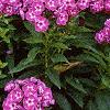 Phlox paniculata 'Laura', habit
