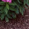 Phlox paniculata 'Laura', habit