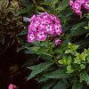 Phlox paniculata 'Laura', habit