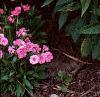 Phlox paniculata 'Laura', habit