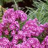 Phlox paniculata 'Laura', habit