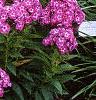 Phlox paniculata 'Laura', habit