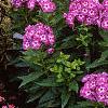 Phlox paniculata 'Laura', habit