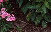 Phlox paniculata 'Laura', habit