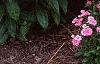 Phlox paniculata 'Laura', habit