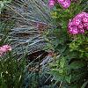 Phlox paniculata 'Laura', habit