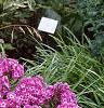 Phlox paniculata 'Laura', habit