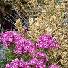 Phlox paniculata 'Laura', habit