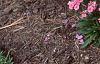 Phlox paniculata 'Laura', habit