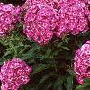 Phlox paniculata 'Laura', habit