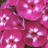 Phlox paniculata 'Laura', flowers