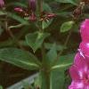 Phlox paniculata 'Laura', flowers