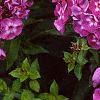 Phlox paniculata 'Laura', flowers