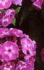 Phlox paniculata 'Laura', flowers