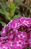 Phlox paniculata 'Laura', flowers