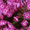 Phlox paniculata 'Laura', flowers