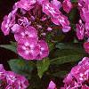 Phlox paniculata 'Laura', flowers