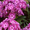 Phlox paniculata 'Laura', flowers