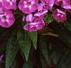 Phlox paniculata 'Laura', flowers