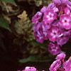 Phlox paniculata 'Laura', flowers