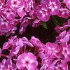 Phlox paniculata 'Laura', flowers