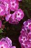 Phlox paniculata 'Laura', flowers