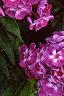 Phlox paniculata 'Laura', flowers