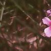 Phlox paniculata 'Miss Elie', habit