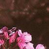 Phlox paniculata 'Miss Elie', habit