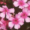 Phlox paniculata 'Miss Elie', habit