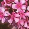 Phlox paniculata 'Miss Elie', habit