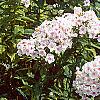 Phlox paniculata 'Miss Holland', habit