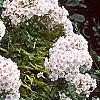 Phlox paniculata 'Miss Holland', habit