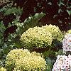 Phlox paniculata 'Miss Holland', habit