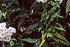 Phlox paniculata 'Miss Holland', habit