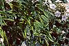 Phlox paniculata 'Miss Holland', habit