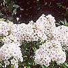 Phlox paniculata 'Miss Holland', habit