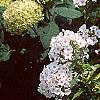 Phlox paniculata 'Miss Holland', habit