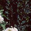 Phlox paniculata 'Miss Holland', habit