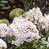 Phlox paniculata 'Miss Holland', habit